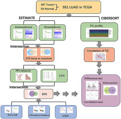 BTK Has Potential to Be a Prognostic Factor for Lung Adenocarcinoma and an Indicator for Tumor Microenvironment Remodeling: A Study Based on TCGA Data Mining